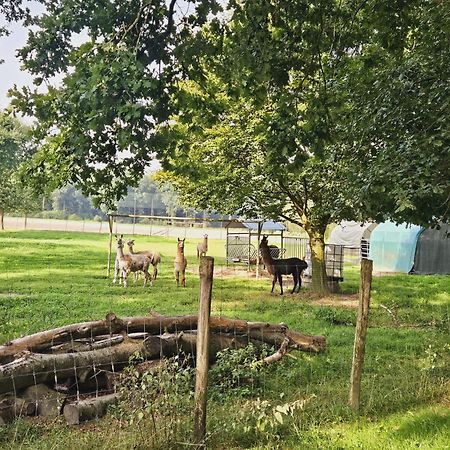 Ferienhaus Banana Lodge Bruchhausen-Vilsen Eksteriør bilde